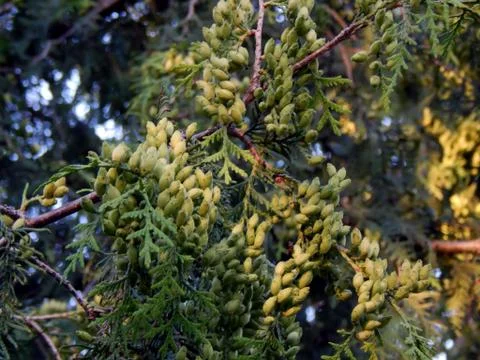 Green Tui Trees Stock Photos