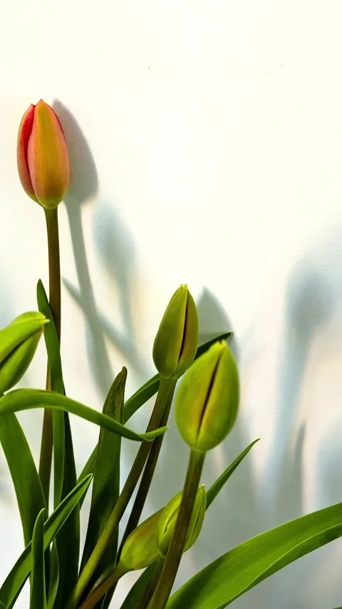 Green tulip buds on white background, minimal video Stock Footage 334075593