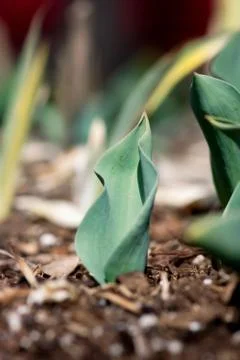 Green Tulip Leaf Foto stock