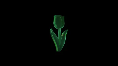 Green tulip rotating on black background Stock Footage 313929609