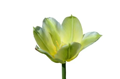 Green tulip in spring Stock Photos