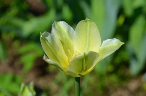 Green tulip in spring Stock Photos