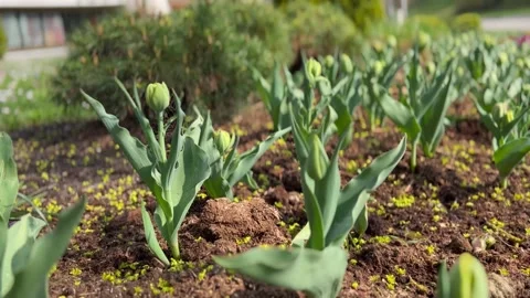 Green tulips with dense, round buds ready to bloom in a beautiful row Stock Footage 239918879