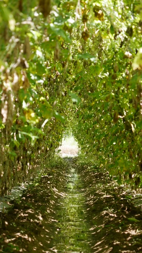 Green tunnel of climbing crops on trellises along a narrow garden path with a br Stock-Footage 341111708