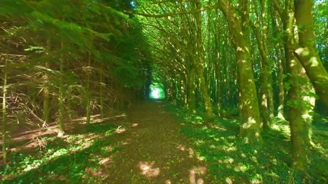 Green tunnel path through dense mossy trees in Ireland Stock Footage 340435381