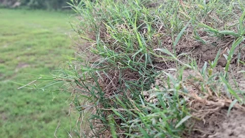 Green Turf Blades Developing On Loose Mud Ridge Vídeo Stock 339989132