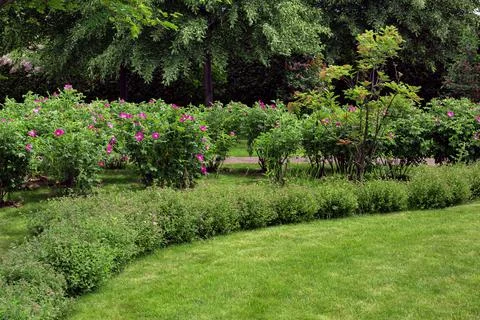 Green turf grass backyard with bloom flower bed and trees. Stock Photos