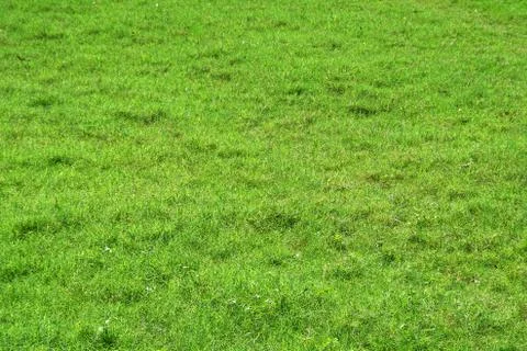 Green Turf Stock Photos