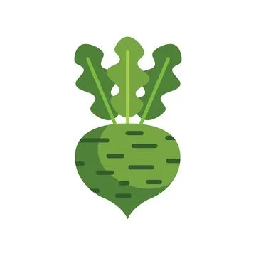 Green turnip vegetable showing large taproot and leaves Stock Illustration
