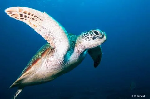 Green turtle alight Stock Photos