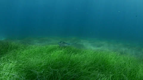 Green turtle and divers in the caribbean Stock Footage 27879910