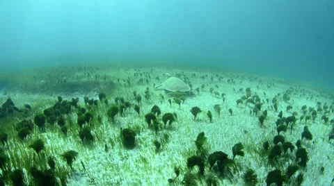 Green turtle and divers in the caribbean Видео 35654249