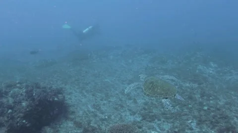 Green Turtle and Divers Vidéo 149898960