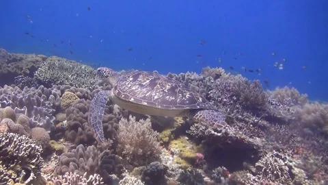 Green turtle apo Stock Footage 128616311