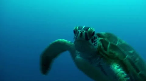 Green turtle-Apple ProRes 422 (HQ) Stock Footage 14160047