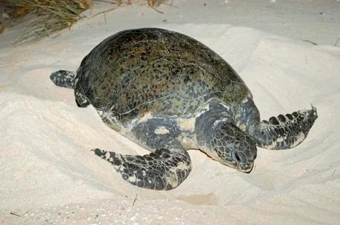 Green turtle on a beach of cape range national park, ningaloo reef marine par Stock Photos