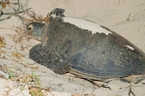 Green turtle on a beach of cape range national park, ningaloo reef marine par Stock Photos