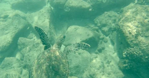 Green Turtle, beautiful shell swimming in water Stock Footage 57675786