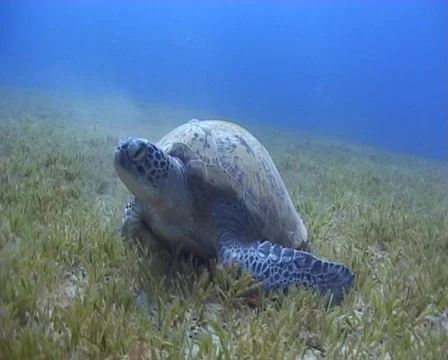 Green Turtle a bed of sea grass Video stock 463863