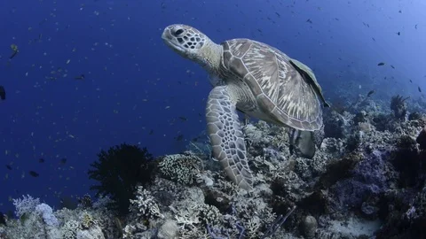 Green Turtle Being Followed by a Batfish Stock Footage 81017117