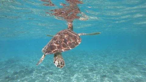 Green turtle breathing Video stock 90367750