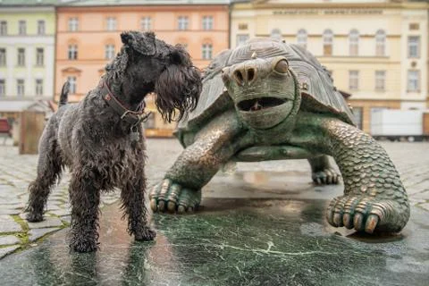 Green turtle bronze statue whith black dog in the main square in Olomouc next to 스톡 사진