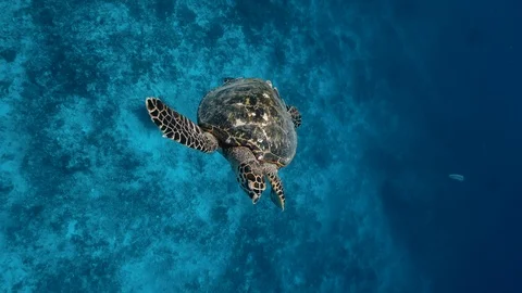 Green Turtle, (Chelonia mydas) swimming on the reefs of the Sea of Cortez, Baja Stock Footage