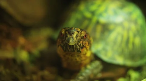 Green turtle close-up 1 스톡 동영상 40814933