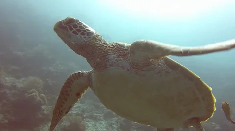 Green turtle close up Video stock 38616383