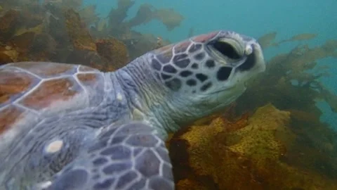 Green turtle close up Video stock 229708928