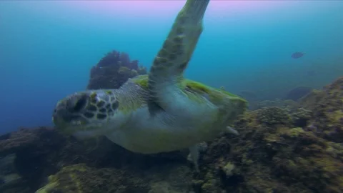 Green Turtle Close Up.Sea Turtle Swimming Close.Calm Aquatic Marine Life Stock Footage 119475077