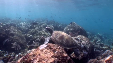Green Turtle Cruising Over a Reef Stock Footage 76236686
