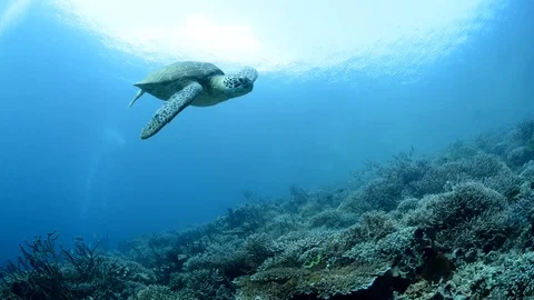 Green Turtle Cruising Over a Reef Stock Footage 112273805