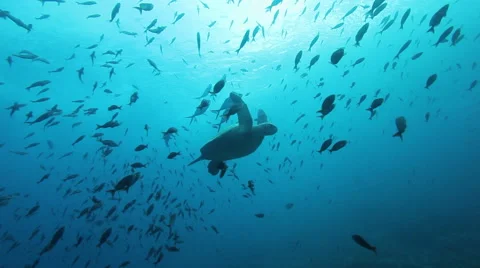 Green turtle descending Stock Footage 42884699