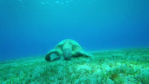 Green turtle eating algae underwater Stock-Footage 154648504