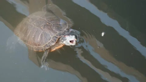 Green turtle eating food while swimming in a pond(slow-motion) Stock Footage 156587967