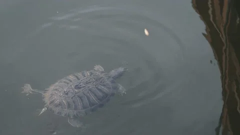 Green turtle eating food while swimming in a pond, 4k, 60fps Stock Footage 156587998