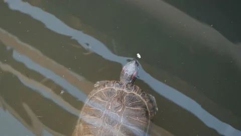 Green turtle eating food while swimming in a pond, 4k, 60fps Stock Footage 156588013
