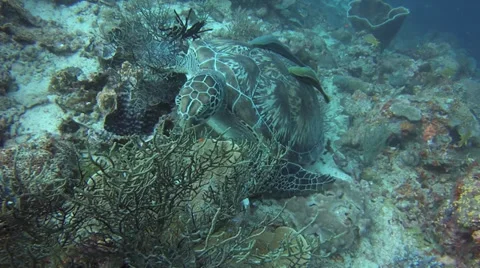 Green turtle eating Video stock 38652703