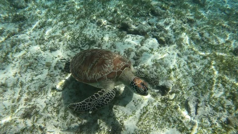 Green turtle eating Video stock 90556526