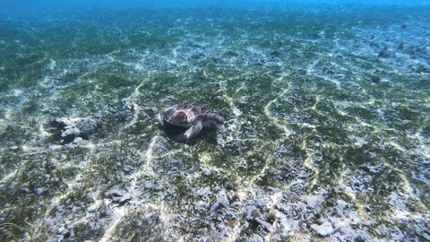 Green turtle eating at a reef Video stock 90557209