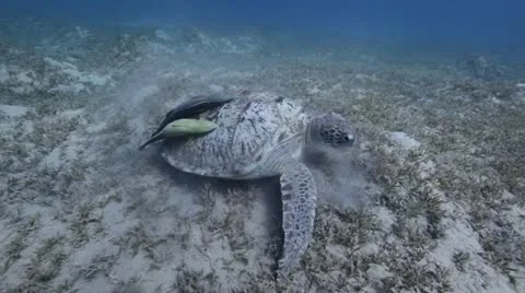 Green turtle eating.mp4 Stock Footage 10918677