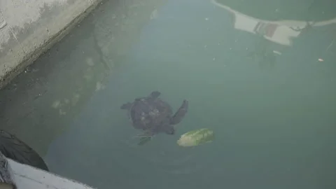 A green turtle eats leftovers in a Turkish harbour Stock Footage 232305528