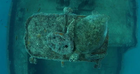 Green Turtle Exploring the Fang Ming Shipwreck in Baja California Sur Stock Footage 302748730