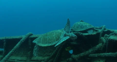 Green Turtle Exploring the Fang Ming Shipwreck in Baja California Sur Stock Footage 302749214