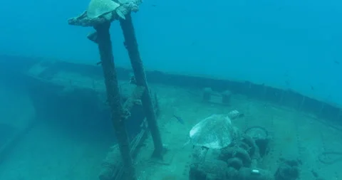 Green Turtle Exploring the Fang Ming Shipwreck in Baja California Sur Stock Footage 302749583