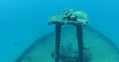 Green Turtle Exploring the Fang Ming Shipwreck in Baja California Sur Stock Footage 302750349