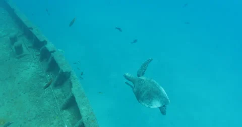 Green Turtle Exploring the Fang Ming Shipwreck in Baja California Sur Stock Footage 302750517
