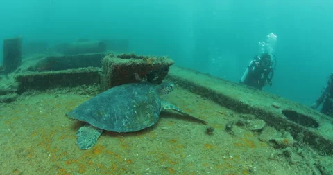 Green Turtle Exploring the Fang Ming Shipwreck in Baja California Sur Stock Footage 302756725