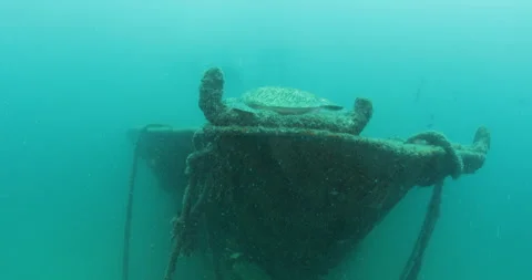 Green Turtle Exploring the Fang Ming Shipwreck in Baja California Sur Stock Footage 302757063